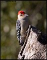 _B211123 red-bellied woodpecker